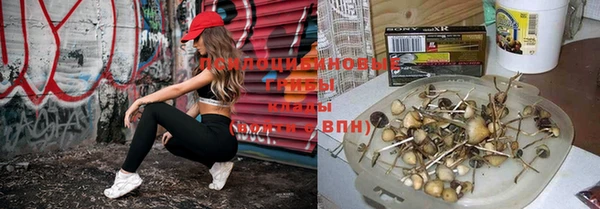 эйфоретик Баксан